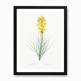 Yellow Asphodel, Pierre Joseph Redoute Art Print