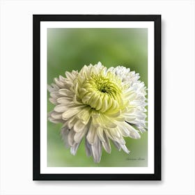 Chrysanthemum Art Print