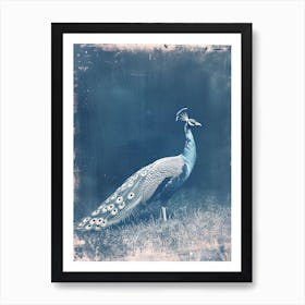 Blue Peacock In A Field Cyanotype Inspired Art Print