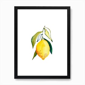 Lemon 1 Art Print