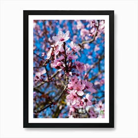 Cherry Blossoms II 20220228 66ppub Art Print