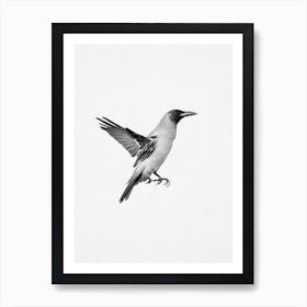 Crow B&W Pencil Drawing 1 Bird Art Print