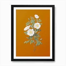 Vintage White Burnet Roses Botanical on Sunset Orange n.0731 Art Print