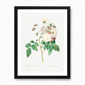 Rose Adelaide, Pierre Joseph Redoute Art Print