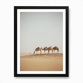 Caravan of Camels One eating- Al Wathba Abu Dhabi UAE photo print - moody animal photography art Art Print Art Print