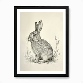 French Lop Rabbit Drawing 1 Art Print