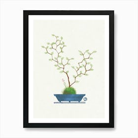 Bonsai Tree - Sophora Art Print