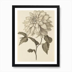 Dahlia Vintage Botanical Flower Art Print