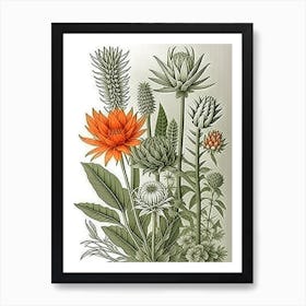 Botanical Illustration Art Print