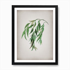 Vintage Babylon Willow Botanical on Parchment Art Print