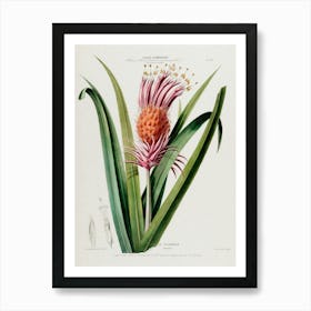 Cactus Flower 1 Art Print