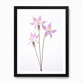 Pressed Wildflower Botanical Art Shooting Star 1 Art Print
