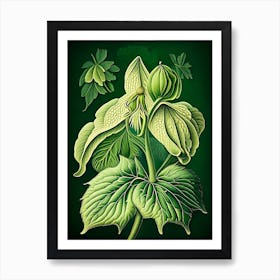 Mayapple Wildflower Vintage Botanical 2 Art Print