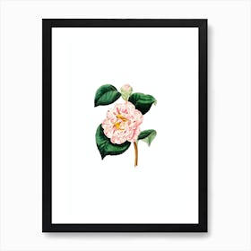 Vintage Gray's Invincible Camellia Botanical Illustration on Pure White n.0878 Art Print