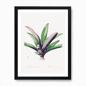 Tradescantia Discolor, Pierre Joseph Redouté Art Print