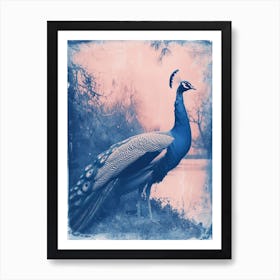 Peacock By The River Cyanotype Inspired 1 Art Print