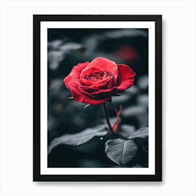 Red Rose 14 Art Print