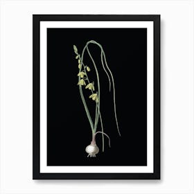 Vintage Albuca Botanical Illustration on Solid Black n.0168 Art Print