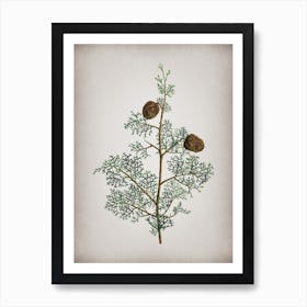 Vintage Mediterranean Cypress Botanical on Parchment n.0287 Art Print