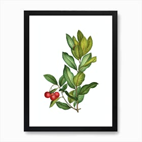 Vintage Strawberry Tree Branch Botanical Illustration on Pure White n.0486 Art Print