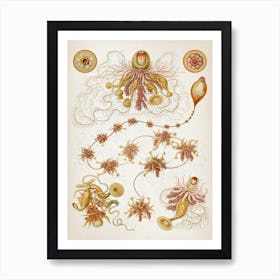 Vintage Haeckel 4 Tafel 7 Staatsquallen Art Print