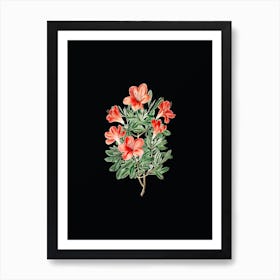 Vintage Brick Red Chinese Azalea Botanical Illustration on Solid Black n.0317 Art Print