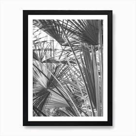 Palm Trees In Black And White 1 Art Print
