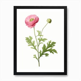 Ranunculus Flower Vintage Botanical 2 Art Print