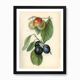 Vintage Illustration Of Early Transparent Gage, River S Early Prolific Plum, John Wright Art Print