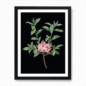 Vintage Azalea Botanical Illustration on Solid Black n.0520 Art Print