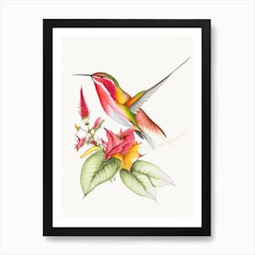 Fiery Throated Hummingbird Quentin Blake Illustration Art Print