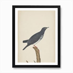 Cuckoo Illustration Bird Art Print