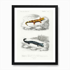 Fire Salamander And Hellbender Salamander, Charles Dessalines D' Orbigny Art Print