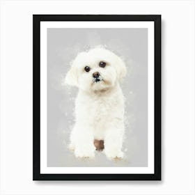 Maltese Dog Art Print