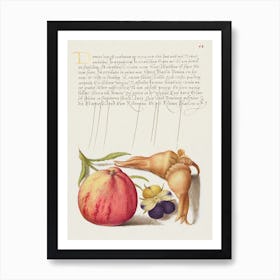 Common Apple, European Wild Pansy, And Giant Filbert From Mira Calligraphiae Monumenta, Joris Hoefnagel Art Print