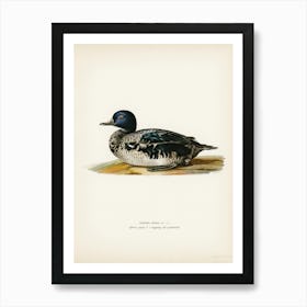 Black Scoter Male (Oidemia Nigra), The Von Wright Brothers Art Print