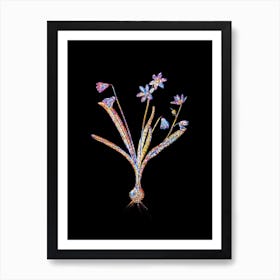 Stained Glass Scilla Amoena Mosaic Botanical Illustration on Black n.0059 Art Print
