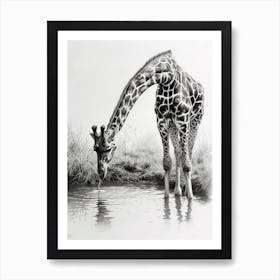 Giraffe Drinking Out Of A Watering Hole 1 Art Print