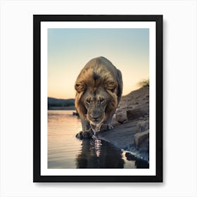 African Lion Drinking Water Realism 1 Art Print