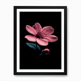 Pink Flower On Black Background 13 Poster