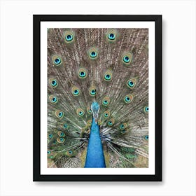 Peacock In India Art Print