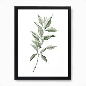 Bay Leaves Vintage Botanical Herbs 3 Art Print