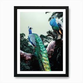 Peacocks In The Jungle Art Print