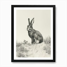Belgian Hare Drawing 3 Art Print