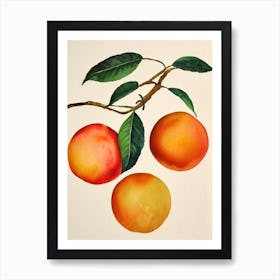 Blood Orange Watercolour Fruit Painting Fruit Art Print