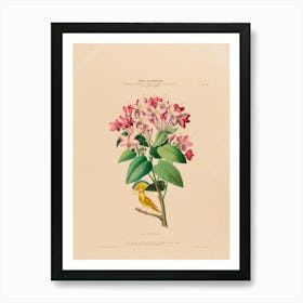 Lily Of The Valley 12 Art Print