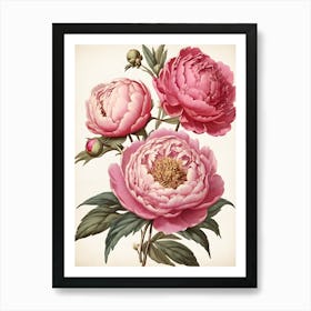 Pink Peonies Art Print