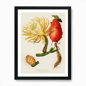 Vintage Botanical Cactus Art Print