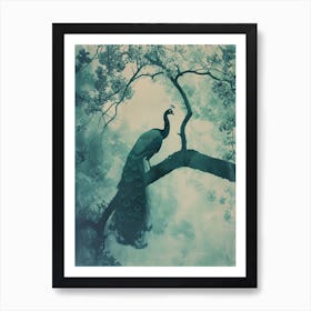 Peacock In A Tree Turquoise Cyanotype Inspired  2 Art Print