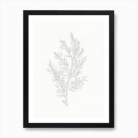 Juniper Branch Drawing Art Print